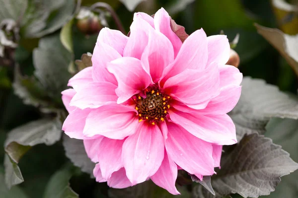 Dahlia Fascination Pink Purple Summer Double Flower Tuber Plant Stock — стоковое фото