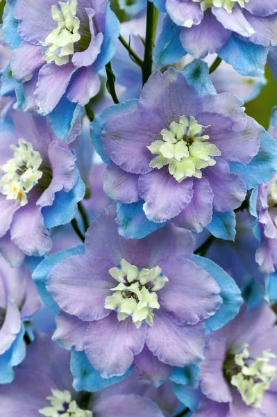 Delphinium Elatum Anne Kenrick Fioletowy Niebieski Ziołowy Wiosenny Kwiat Roślin — Zdjęcie stockowe