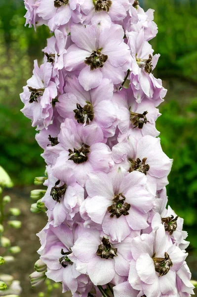 Delphinium Elatum Roślina Zielna Wiosenne Lato Kwiat Powszechnie Znany Jako — Zdjęcie stockowe