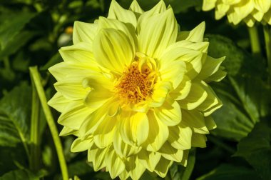 Dahlia 'Ryecroft Magnum'. Sarı bir sonbahar, yarı sonbahar kaktüs çiçekli yumru bitkisi.