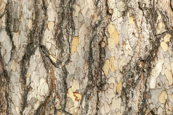 Pinus Nigra Subsp Laricio Kahverengi Ağaç Kabuğu Makro Kaplama Doku — Stok fotoğraf