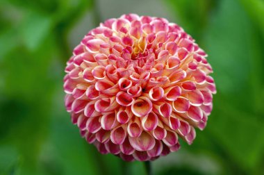 Dahlia 'nın 