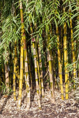 Chusquea aff. culeou 'Culeu' an evergreen bamboo flower plant commonly known as Chilean bamboo or Foxtail bamboo, stock photo image