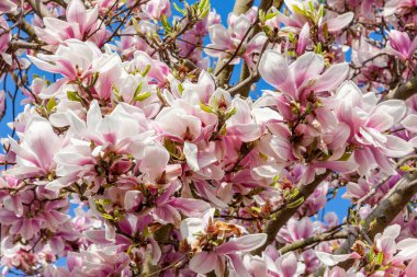 Bahar ağacı dalında çiçek açan pembe manolya çiçeği. Bahar mevsiminde mavi gökyüzü ile kapanıyor.