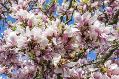 Bahar ağacı dalında çiçek açan pembe manolya çiçeği. Bahar mevsiminde mavi gökyüzü ile kapanıyor.