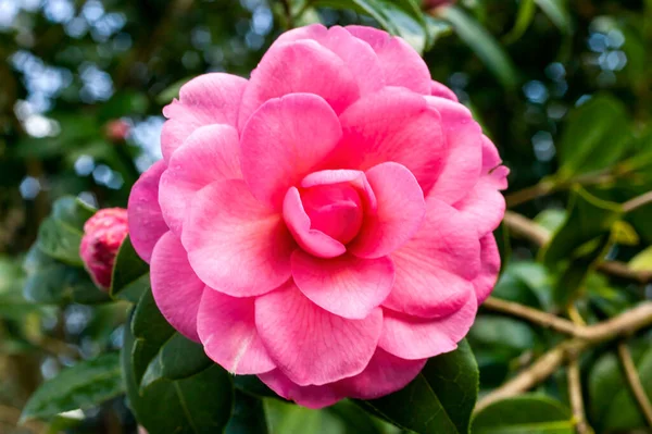 Camellia Williamsii Vízililiom Egy Tavaszi Nyári Cserje Növény Egy Téli — Stock Fotó