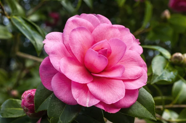 Camellia Williamsii Water Lily Весеннее Летнее Кустарниковое Растение Зимней Весной — стоковое фото