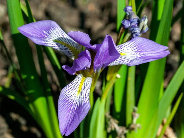 이리스 라이자 Iris Lalaica 겨울의 꽃식물 홍채로 알려진 보라색 — 스톡 사진