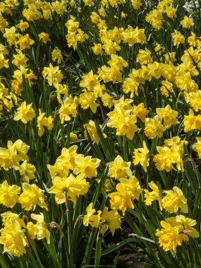 İlkbahar mevsiminde halka açık bir parkta yetişen sarı renkli bir çiçek tohumu olan nergis (narcissus),