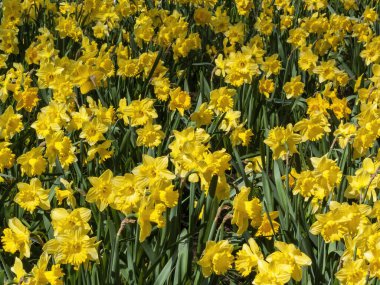 İlkbahar mevsiminde halka açık bir parkta yetişen sarı renkli bir çiçek tohumu olan nergis (narcissus),