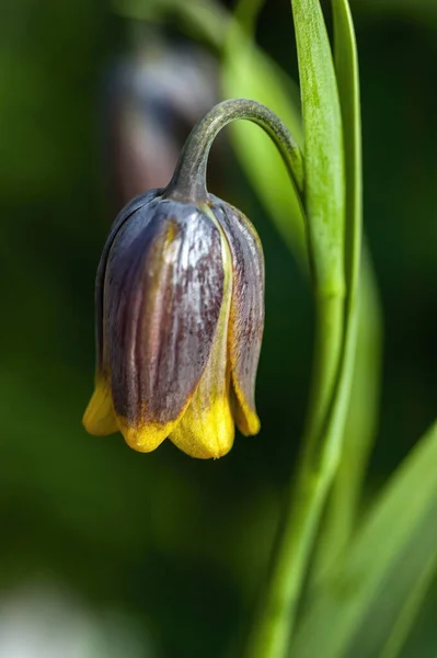 Fritillaria Uva Vulpis Commonly Known Fox Grape Fritillary Common Spring — Φωτογραφία Αρχείου