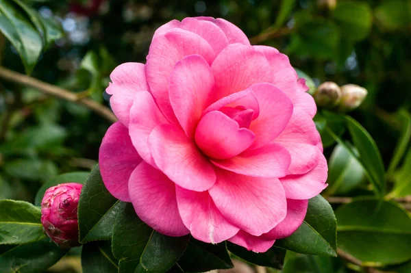Camellia Williamsii Водяна Лілія Весняний Літній Чагарник Зимовим Весняним Рожевим — стокове фото
