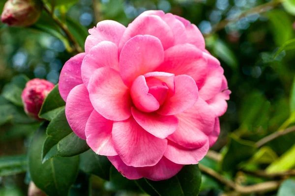 Camellia Williamsii Water Lily Весеннее Летнее Кустарниковое Растение Зимней Весной — стоковое фото