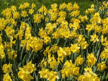 İlkbahar mevsiminde halka açık bir parkta yetişen sarı renkli bir çiçek tohumu olan nergis (narcissus),