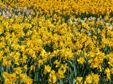 İlkbahar mevsiminde halka açık bir parkta yetişen sarı renkli bir çiçek tohumu olan nergis (narcissus),