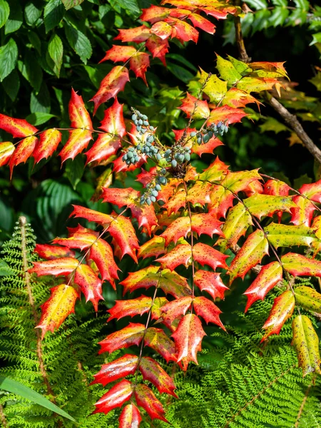 Mahonia Japonica Également Connu Sous Nom Raisin Oregon Arbuste Jardin — Photo