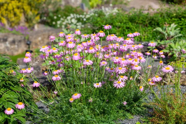 Tanacetum Coccineum Spring Summer Flower Plant Pink Red Summer Flower — Stock fotografie