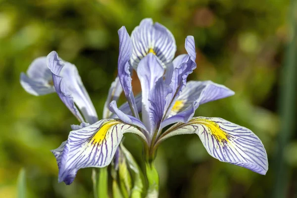Iris Missouriensis Весеннее Цветущее Растение Голубым Фиолетовым Цветком Весной Широко — стоковое фото