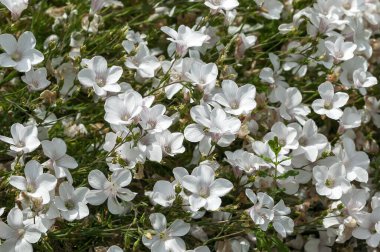 Linum suffruticosum subsp salsoloides. Bahar mevsiminde çiçek açan yarı yeşil bir bitki. Yaygın olarak beyaz keten çiçeği olarak bilinir.