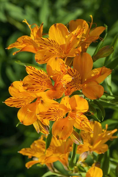 Lilium Pumilum Giglio Una Pianta Arancio Primavera Estate Fiore Stock — Foto Stock