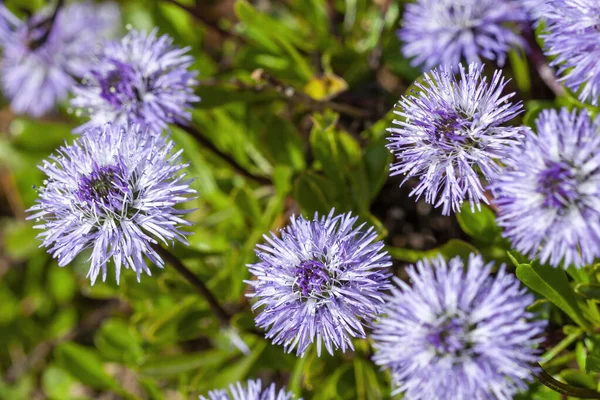一种春季夏季开花植物 有蓝色紫色的夏季花 通常被称为心叶球状菊花 — 图库照片