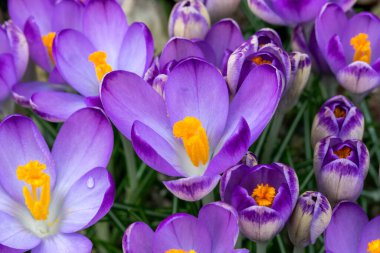 Crocus tommasiianus 'Pictus, bahar mevsiminde mor çiçekleri olan bir bahar çiçeği.