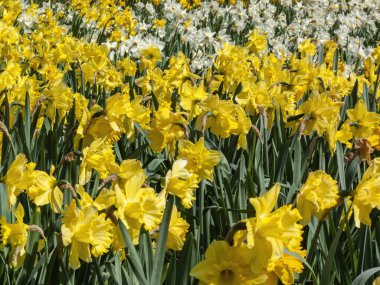 İlkbahar mevsiminde halka açık bir parkta yetişen sarı renkli bir çiçek tohumu olan nergis (narcissus),