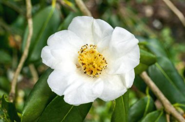 Kamelya x Williamsii 'Coppelia Alba' Bahar mevsimi Alba beyaz çiçek desenli bir bahar çalı bitkisi