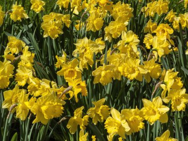 İlkbahar mevsiminde halka açık bir parkta yetişen sarı renkli bir çiçek tohumu olan nergis (narcissus),