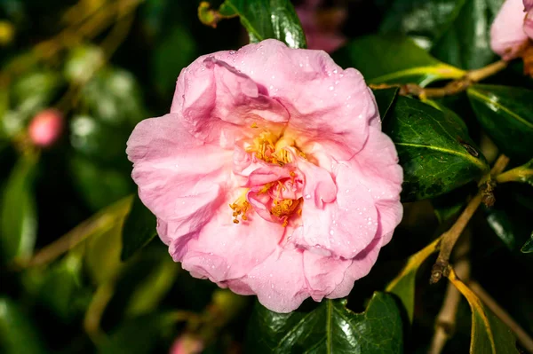 Camellia Williamsii Exaltation Spring Summer Shrub Plant Winter Springtime Pink — Stock Photo, Image