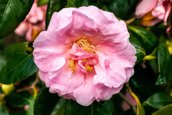 Camellia Williamsii Wywyższenie Wiosenny Letni Krzew Roślin Zimą Wiosna Różowy — Zdjęcie stockowe