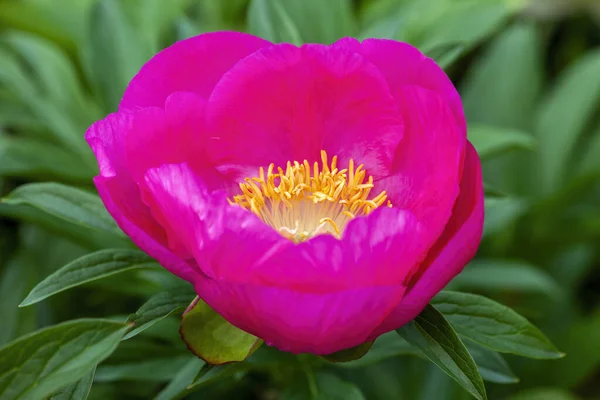 Paeonia 春の夏のピンク黄色の花それは春の草本多年草の開花植物の写真イメージです — ストック写真