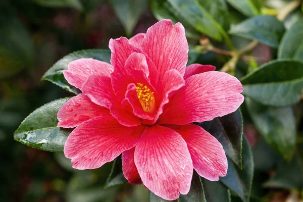 椿Xウィリアムシ 自由の鐘 春の夏の低木植物冬の赤い花のストックフォトイメージ — ストック写真