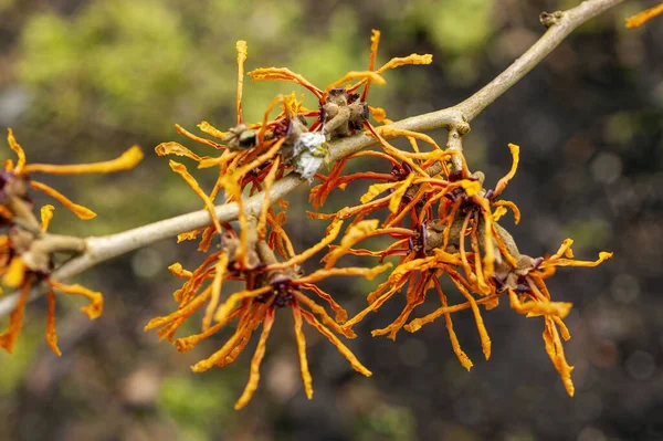 Hamamelis Intermedia Afrodite Witch Hazel Uma Planta Arbusto Floração Primavera — Fotografia de Stock