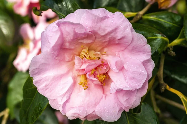 Camellia Williamsii Wywyższenie Wiosenny Letni Krzew Roślin Zimą Wiosna Różowy — Zdjęcie stockowe