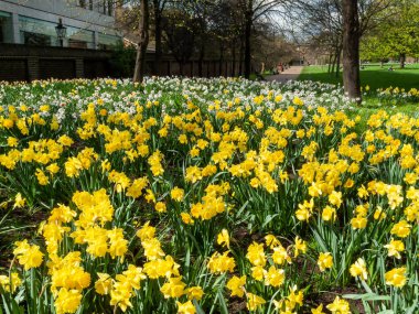 Londra, İngiltere, 11 Nisan 2010: Baharda Kensington Gardens kraliyet parkında yetişen sarı çiçek soğanları, stok fotoğrafı
