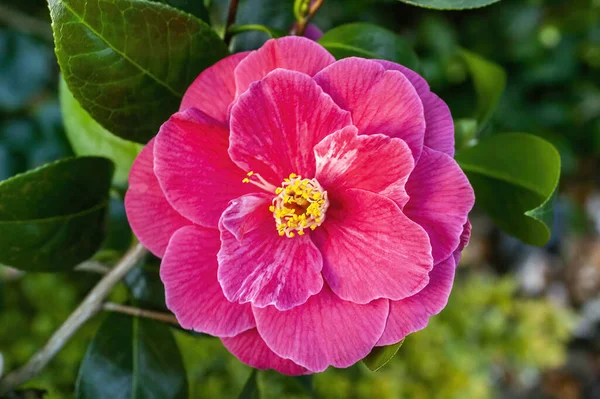 Camellia Japonica Зимова Весняна Чагарникова Рослина Зимовим Весняним Зображенням Червоної — стокове фото