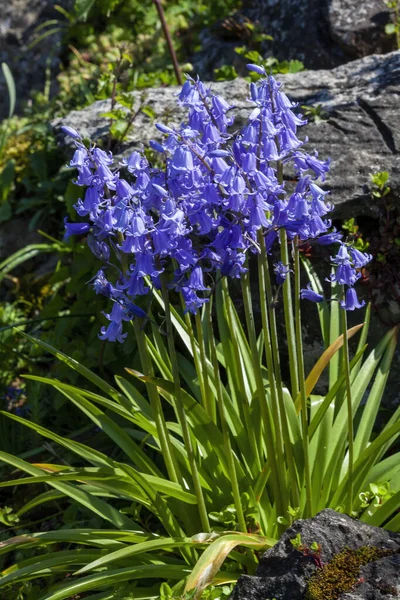 Bluebell Hyacinthoides Non Scripta Blue Spring Flower Perennial Bulb Plant — Stock Photo, Image