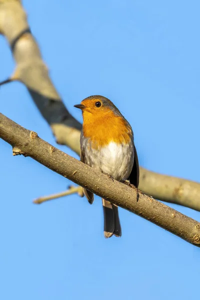 Robin Vörösmellű Erithacus Rubecula Madár Egy Brit Kerti Énekesmadár Piros — Stock Fotó