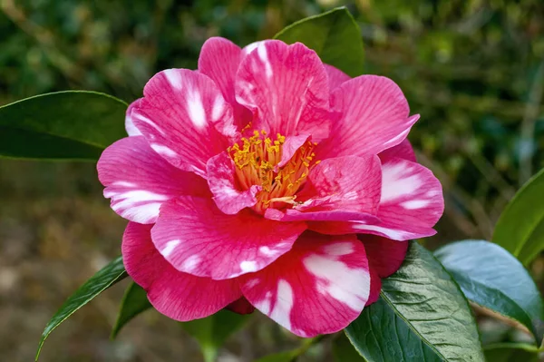 Camellia Japonica Reg Ragland Зимова Весняна Куща Зимовим Весняним Червоним — стокове фото
