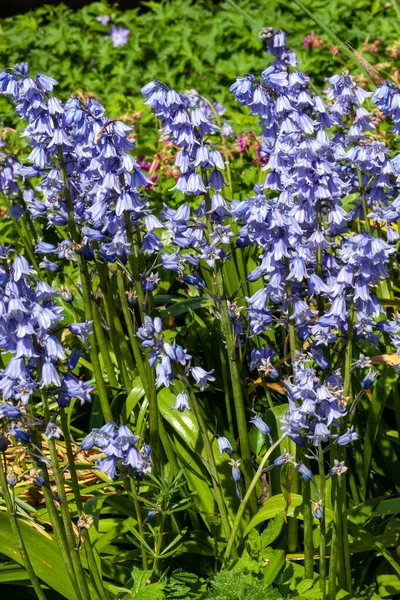 Bluebell Hyacinthoides Non Scripta Blue Spring Flower Perennial Bulb Plant — Stock Photo, Image