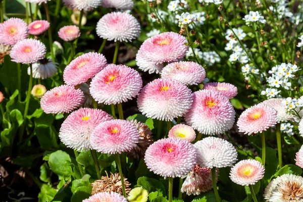 Pink Bellis perennis a common herbaceous pompom double daisy perennial hardy garden flower plant growing during the springtime flowering season, stock photo image