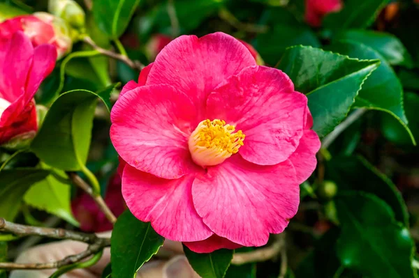 Camellia Japonica Lady Saumareza Зимова Весняна Куща Зимовим Весняним Зображенням — стокове фото