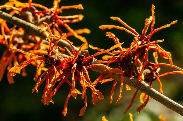 Hamamelis Intermedia アフロディーテ 魔女ヘイゼル 冬の春の開花低木植物で 開花時に非常に香りの良い春黄色のオレンジの花と小花を咲かせますストックフォトイメージ — ストック写真