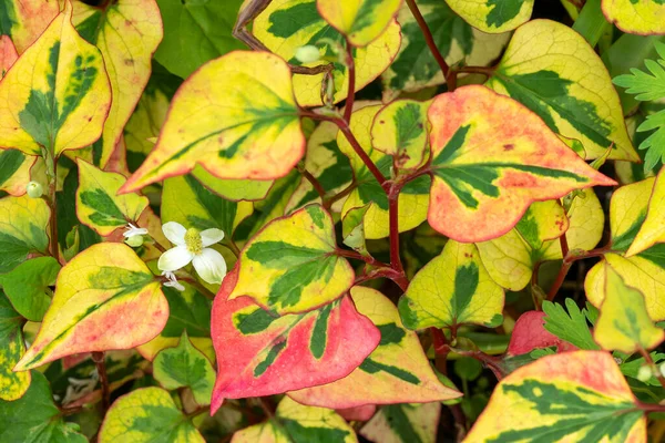 Houttuynia Cordata Kameleon Een Lente Zomer Tuin Bonte Bloem Plant — Stockfoto