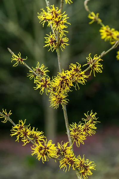 Hamamelis Intermedia Milho Maduro Witch Hazel Uma Planta Arbusto Floração — Fotografia de Stock