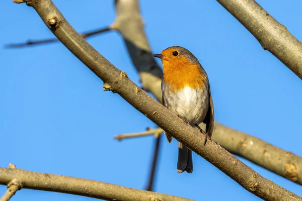 Robin Vörösmellű Erithacus Rubecula Madár Egy Brit Kerti Énekesmadár Piros — Stock Fotó