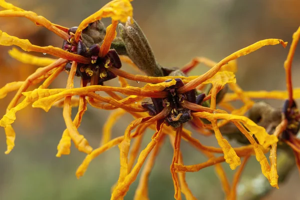 Hamamelis Intermedia アフロディーテ 魔女ヘイゼル 冬の春の開花低木植物で 開花時に非常に香りの良い春黄色のオレンジの花と小花を咲かせますストックフォトイメージ — ストック写真