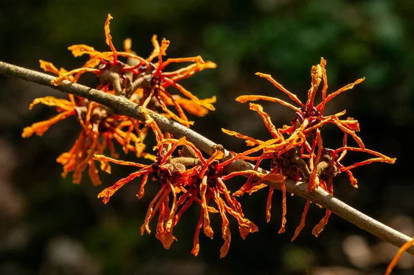 Hamamelis Intermedia アフロディーテ 魔女ヘイゼル 冬の春の開花低木植物で 開花時に非常に香りの良い春黄色のオレンジの花と小花を咲かせますストックフォトイメージ — ストック写真