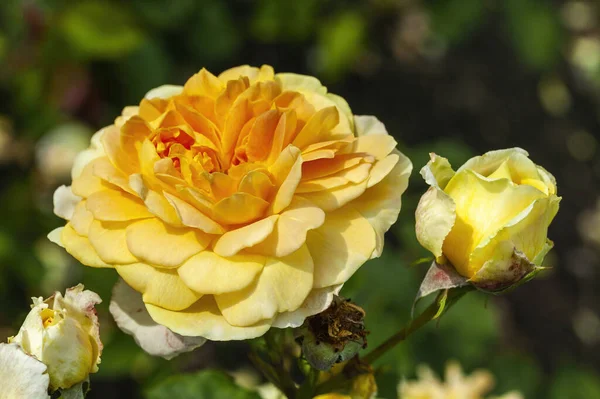 English Rose Molineux Rosa Yellow Orange Double Flower Spring Shrub — 스톡 사진